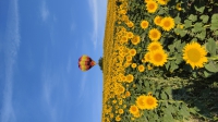 Tournesol quercynois